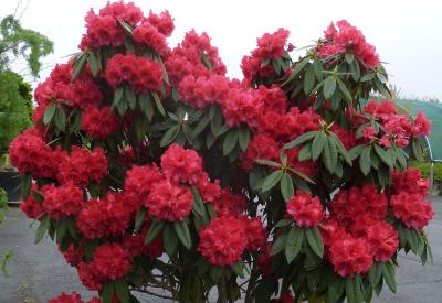 Rhododendron 'Red Jack' - Różanecznik CZERWONY !!! - 6025902955 - oficjalne archiwum Allegro