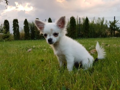 Chihuahua allegro